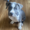 American Pitt Bull Terrier Puppy For Sale – Winnie
